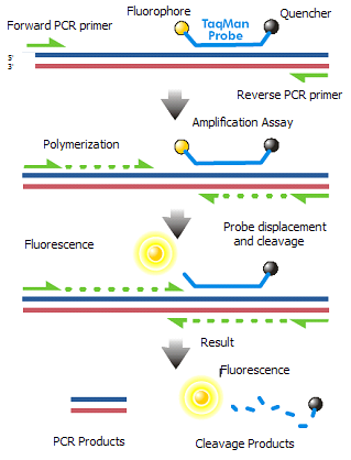 تکنیک ریل تایم PCR در حضور پروب