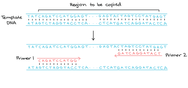 پرایمرها در واکنش PCR