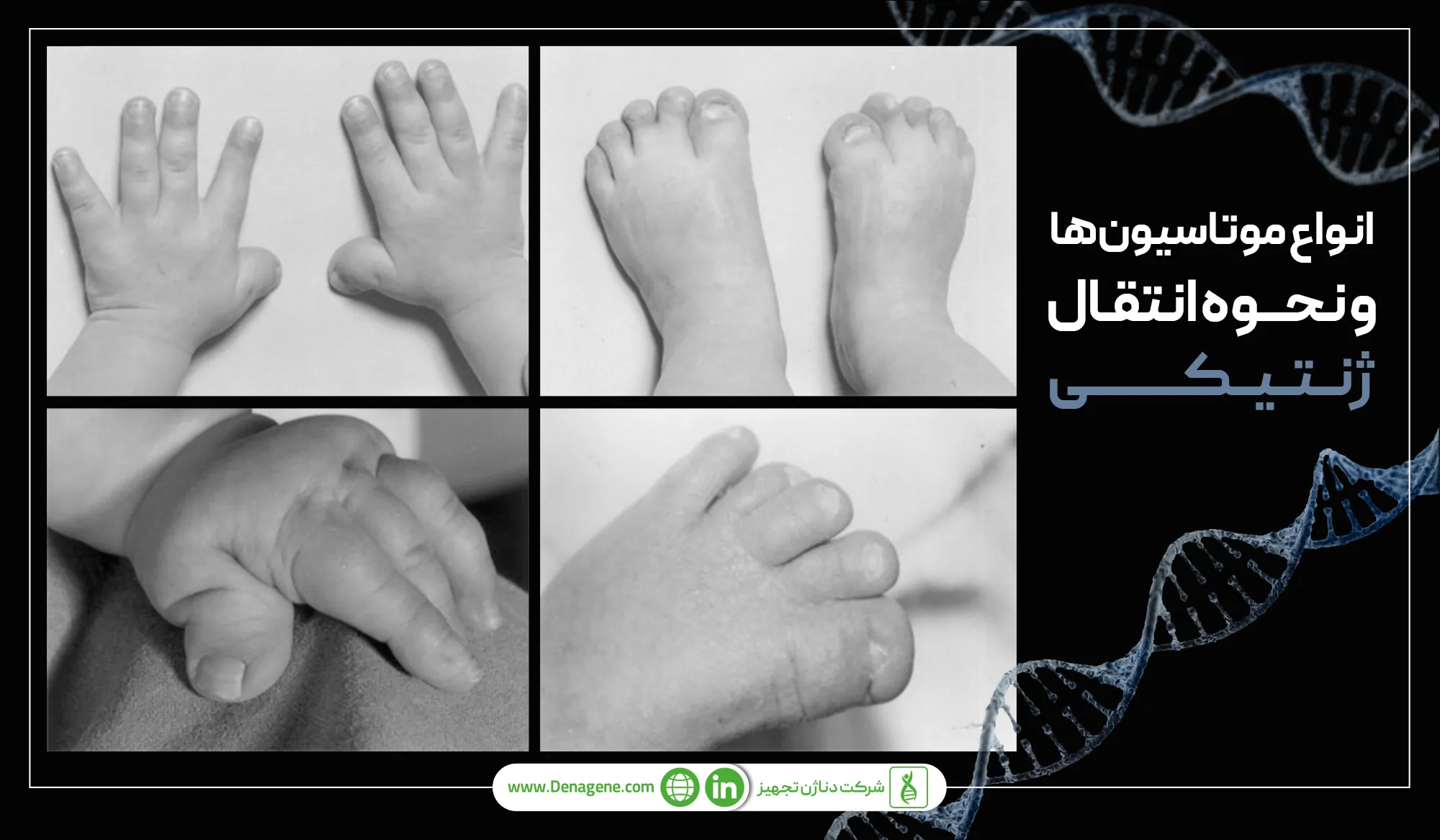 انواع موتاسیونها و نحوه انتقال ژنتیکی